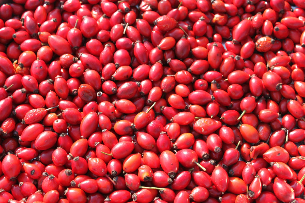 Rosehip Plantation