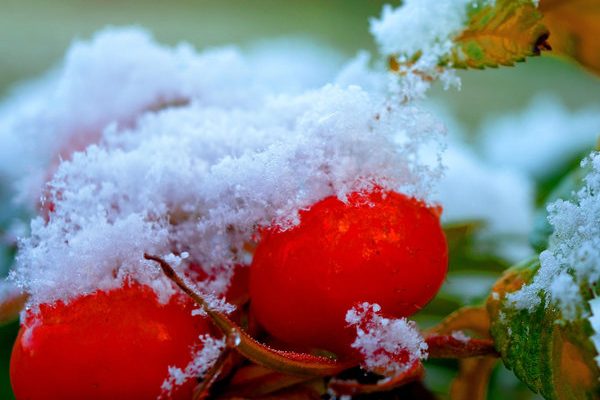 rosehip_s3-600x600