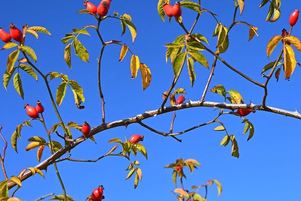 rosehip_s4-600x600