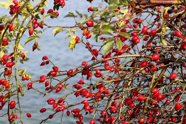 rosehip_s6-600x600